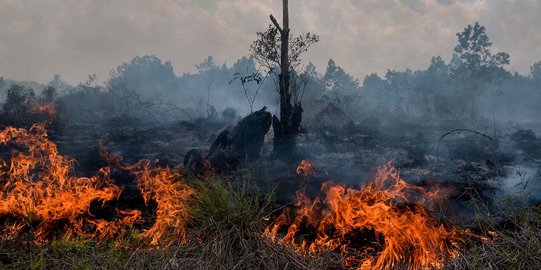 Dampak Pemanasan Global pada Hutan di Indonesia