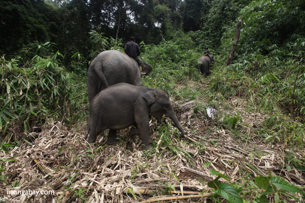 Hilangnya Habitat untuk Spesies