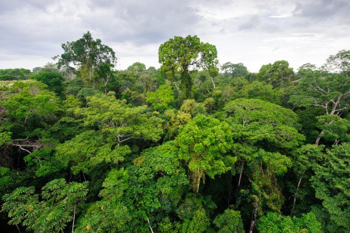 Peran Vital Hutan