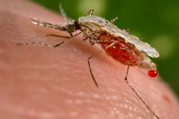 Waspadai-Virus-Oropouche-Gejala-Penularan-dan-Cara-Pencegahannya-778384728